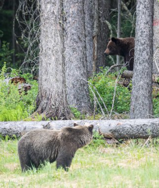 Vahşi boz ayı, hayvan. Doğa, fauna  