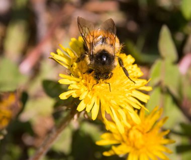 Karahindiba üzerinde arı