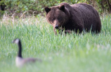Vahşi boz ayı, hayvan. Doğa, fauna  