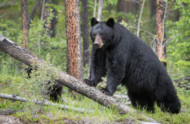 Vahşi doğada Kara Ayı, hayvan. Doğa, fauna 