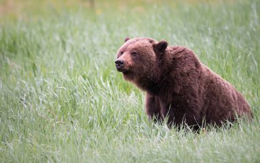 grizzly bear  in wild, animal. Nature, fauna  