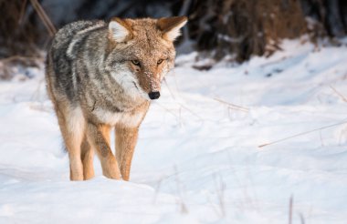 Vahşi bir çakal, hayvan. Doğa, fauna