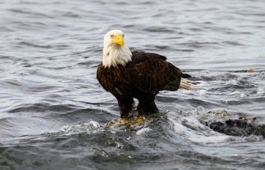 Vahşi doğada kartal, kuş. Doğa, fauna