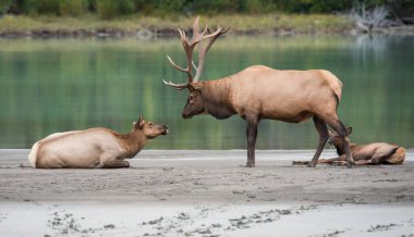 Vahşi geyikler, hayvanlar. Doğa, fauna