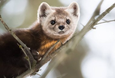 Çam ağacı vahşi doğada. Doğa, fauna
