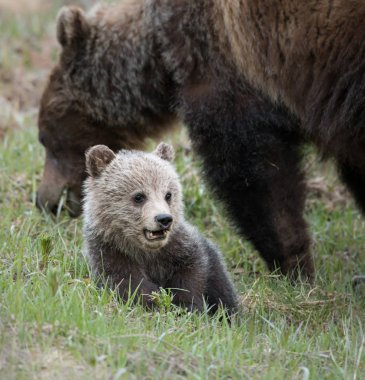 Vahşi ayılar, hayvanlar. Doğa, fauna 