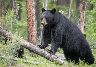 Vahşi doğada Kara Ayı, hayvan. Doğa, fauna 