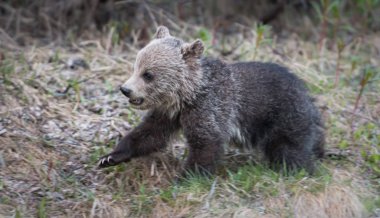 Vahşi boz ayı, hayvan. Doğa, fauna