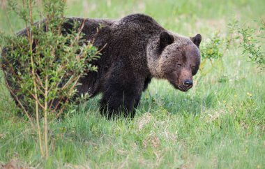 Vahşi boz ayı, hayvan. Doğa, fauna  