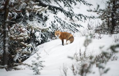 Kızıl tilki, hayvan. Doğa, fauna