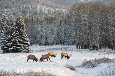 Elk