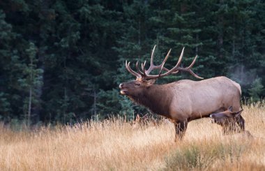 Vahşi geyik, hayvan. Doğa, fauna