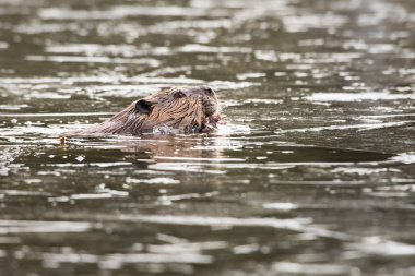Wild beaver, animal. Nature, fauna