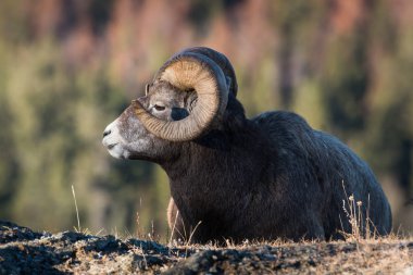 Wild Bighorn Sheep. Nature, fauna