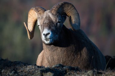 Wild Bighorn Sheep. Nature, fauna