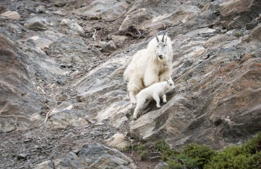 Dağ keçileri, hayvanlar. Doğa, fauna