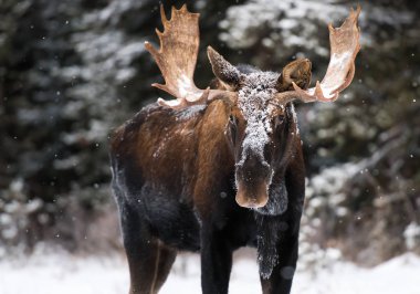 Vahşi geyik, hayvan. Doğa, fauna