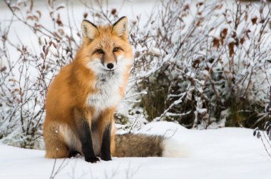 Vahşi tilki, hayvan. Doğa, fauna