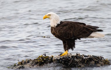 Vahşi doğada kartal, kuş. Doğa, fauna
