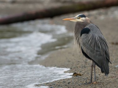 Vahşi yaşam, balıkçıl, kuş. Doğa, fauna