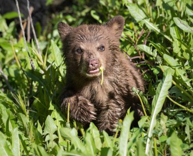 Vahşi doğada Kara Ayı, hayvan. Doğa, fauna 