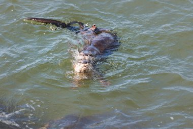 Vahşi nehir samurları, hayvanlar. Doğa, fauna 