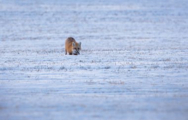 Kızıl tilki, hayvan. Doğa, fauna