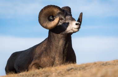 Wild Bighorn Sheep. Nature, fauna