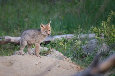 Vahşi doğada çakal yavrusu, hayvan. Doğa, fauna