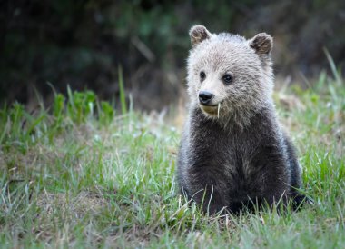 Vahşi doğada boz ayı yavrusu, hayvan. Doğa, fauna
