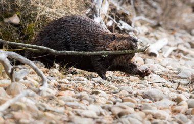 Wild beaver, animal. Nature, fauna
