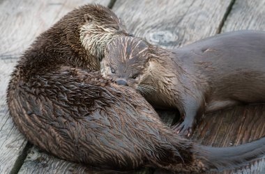 Vahşi nehir samurları, hayvanlar. Doğa, fauna 
