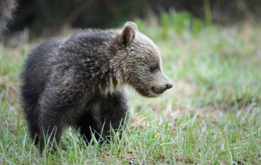 grizzly bear in wild, animal. Nature, fauna