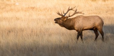 Vahşi geyik, hayvan. Doğa, fauna