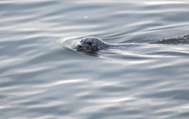  Vahşi nehir samuru, hayvan. Doğa, fauna