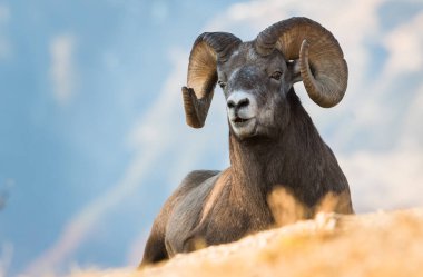 Wild Bighorn Sheep. Nature, fauna
