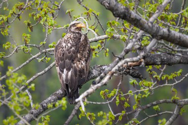 Vahşi doğada olgunlaşmamış kel kartal