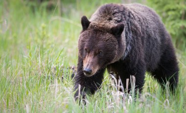 grizzly bear  in wild, animal. Nature, fauna  