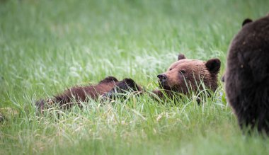 Vahşi ayılar, hayvanlar. Doğa, fauna