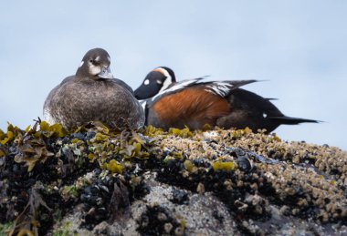 Palyaço ördekleri vahşi doğada, kuşlar. Doğa, fauna