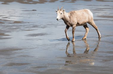 Vahşi Koca Boynuzlu Koyun, hayvan. Doğa, fauna  
