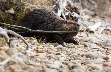 Wild beaver, animal. Nature, fauna