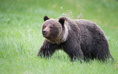 Vahşi boz ayı, hayvan. Doğa, fauna  