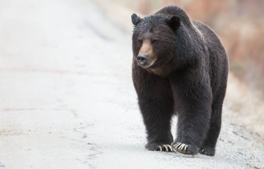 Vahşi boz ayı, hayvan. Doğa, fauna