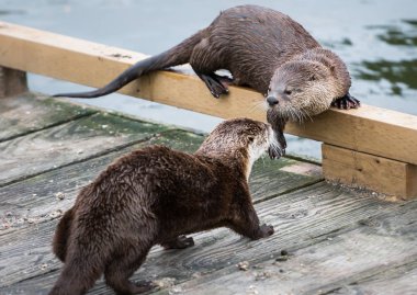 Vahşi nehir samurları, hayvanlar. Doğa, fauna 