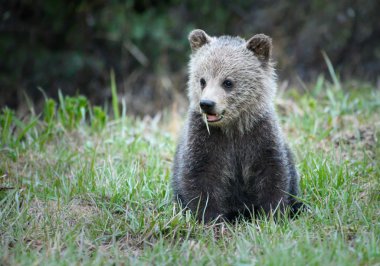 Vahşi doğada boz ayı yavrusu, hayvan. Doğa, fauna