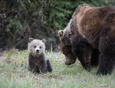 Vahşi ayılar, hayvanlar. Doğa, fauna 
