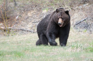 Vahşi boz ayı, hayvan. Doğa, fauna
