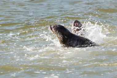Vahşi nehir samurları, hayvanlar. Doğa, fauna 