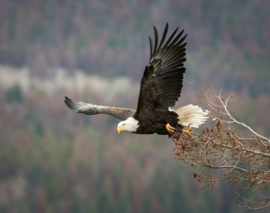 Vahşi doğada kartal, kuş. Doğa, fauna